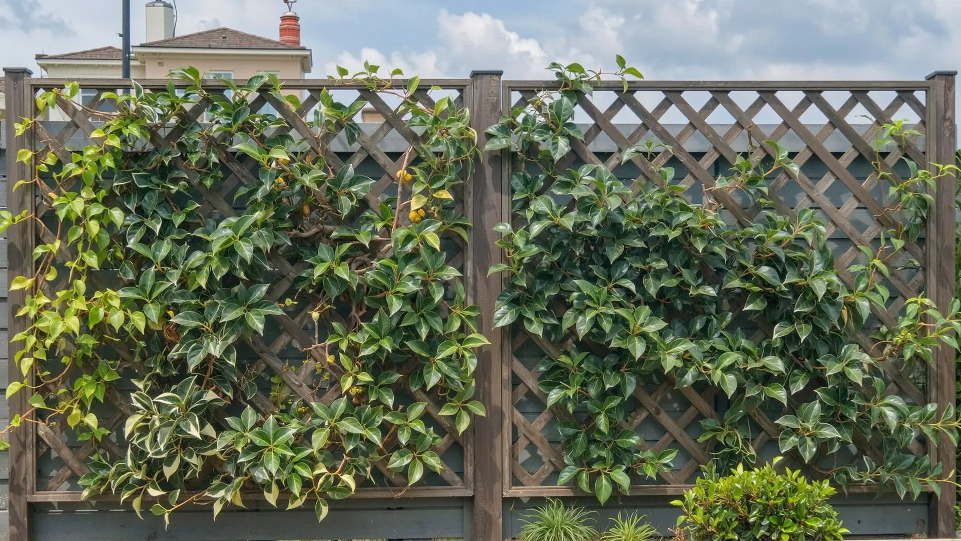 A wooden lattice fence section is partially covered with green climbing plants and vines. The fence is set in a residential backyard with a house and chimney visible in the background under a partly cloudy sky.